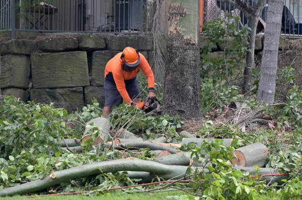 Best Tree Pruning Services  in USA